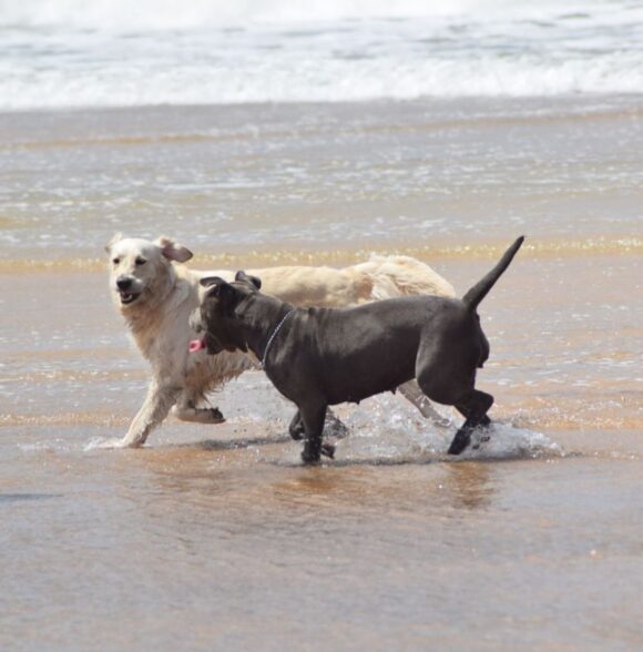 Nrk_dogwalker