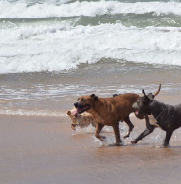 Nrk_dogwalker