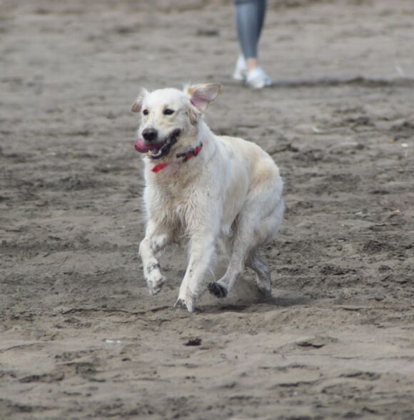 Nrk_dogwalker