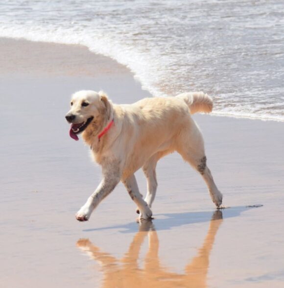 Nrk_dogwalker