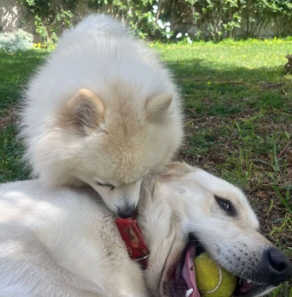 Nrk_dogwalker