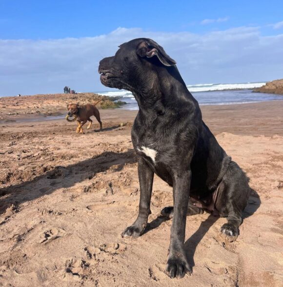 Nrk_dogwalker