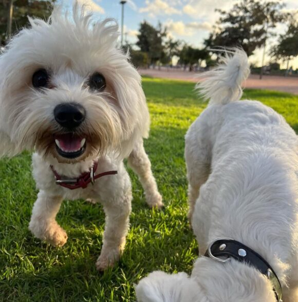 Nrk_dogwalker