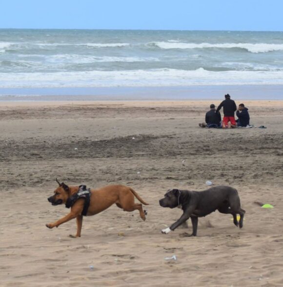 Nrk_dogwalker