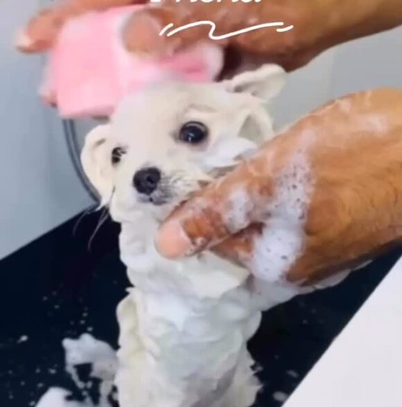Lilly's grooming