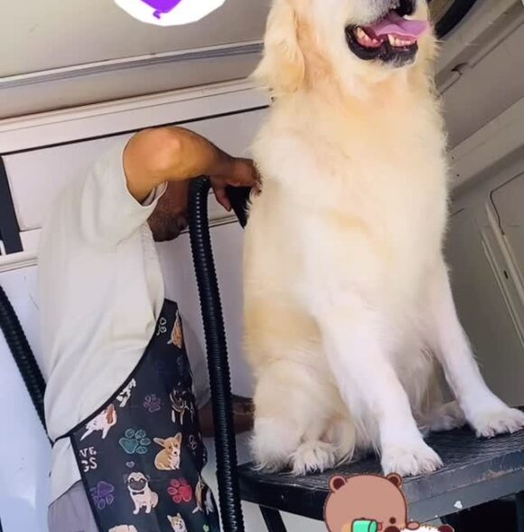 Lilly's grooming