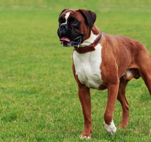 Boxer : La Race Allemande Polyvalente
