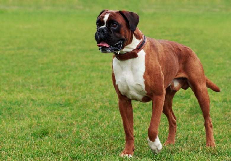 Boxer : La Race Allemande Polyvalente