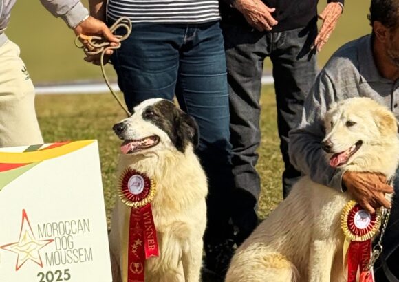 Récap: DOG MOUSSEM Novembre 2025, Expo nationale et international