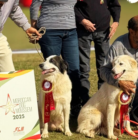 Récap: DOG MOUSSEM Novembre 2025, Expo nationale et international