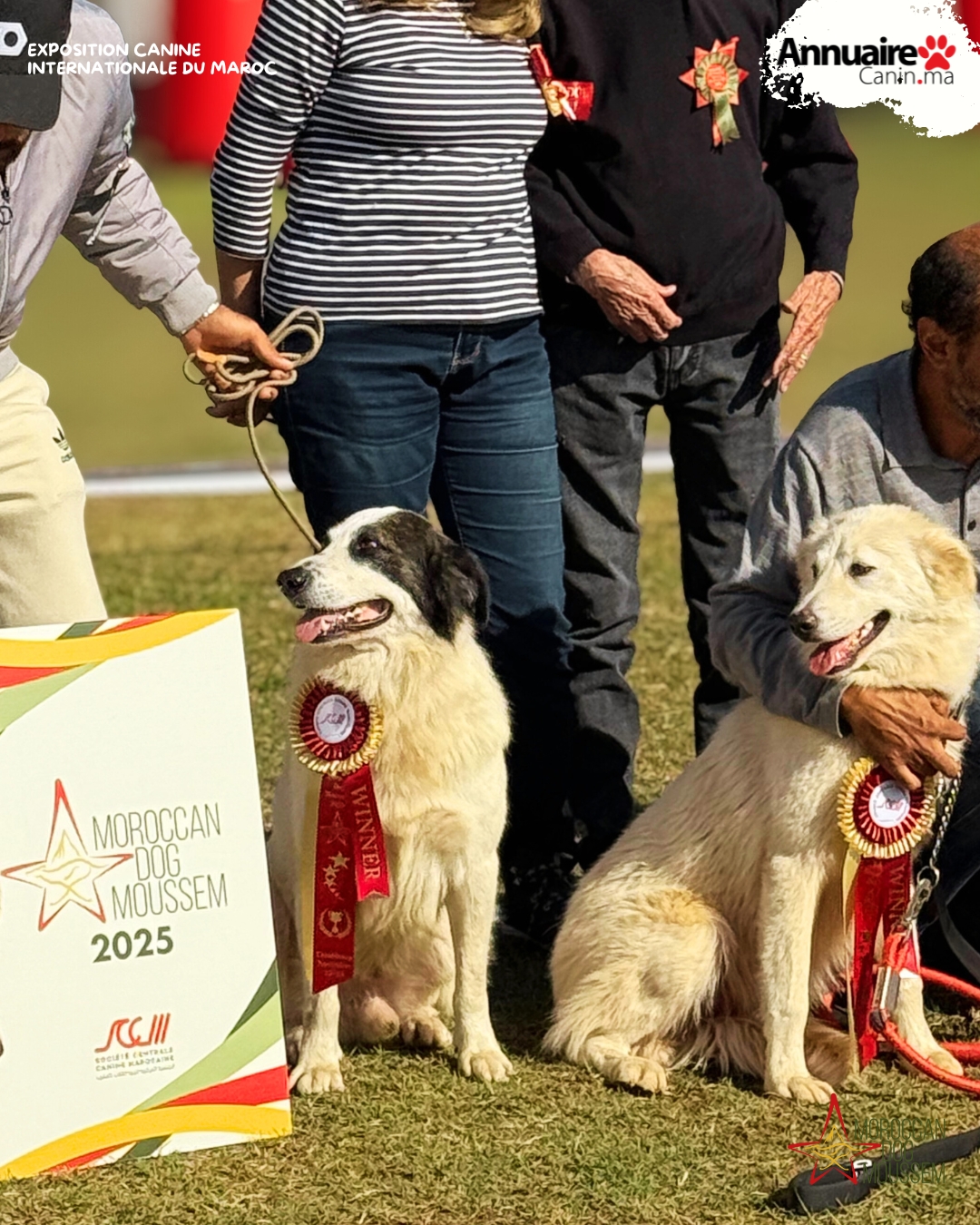 Récap: DOG MOUSSEM Novembre 2025, Expo nationale et international