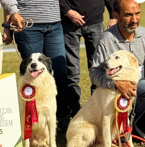 Comment préparer à une exposition canine au Maroc
