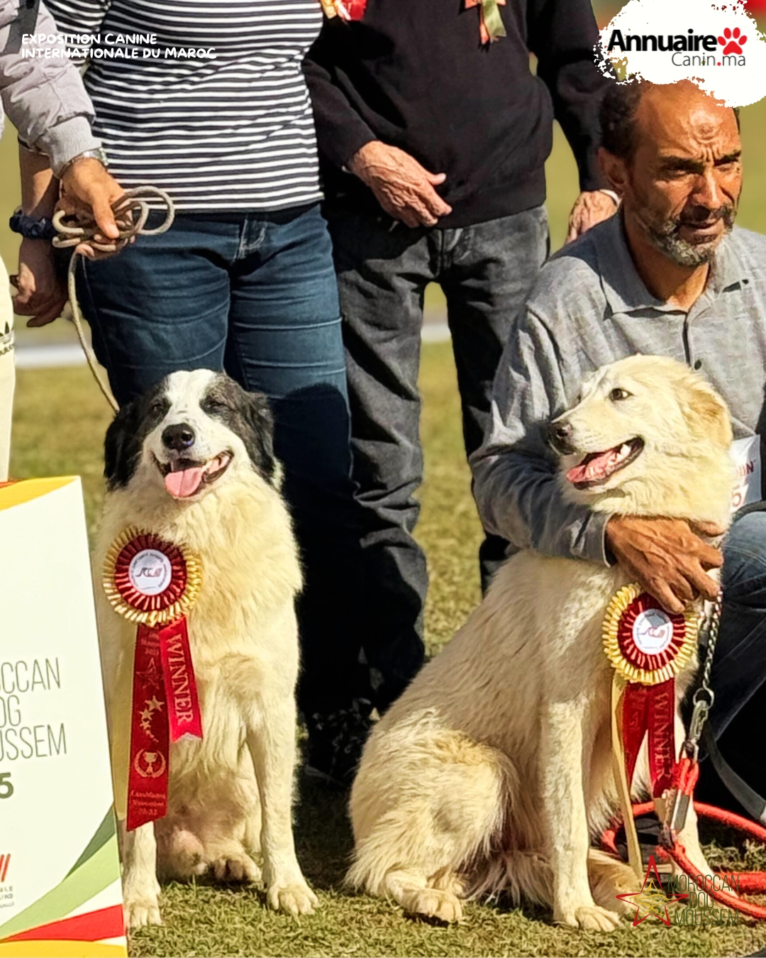 Comment se préparer à une exposition canine au Maroc