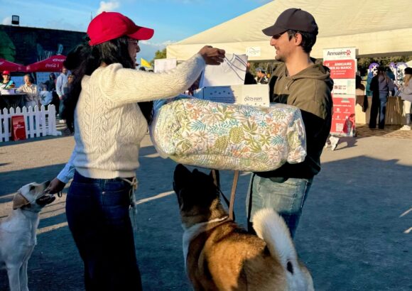 Récap: OUED YKEM Novembre 2025 – CHIENS & ÉQUITATION