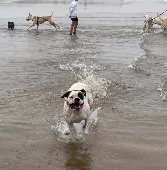 Oussama dog walker