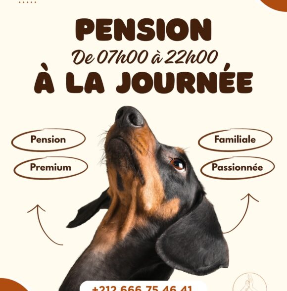 Dog Hotel Kasbah