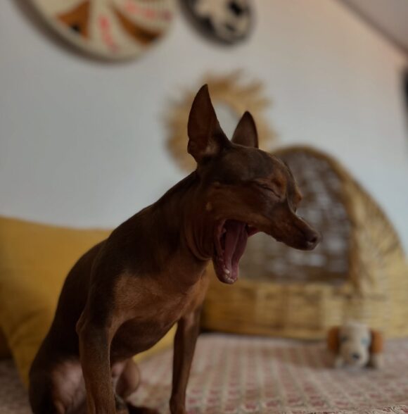 Dog Hotel Kasbah