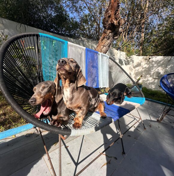 Dog Hotel Kasbah