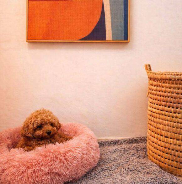 Dog Hotel Kasbah