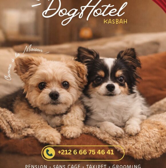 Dog Hotel Kasbah