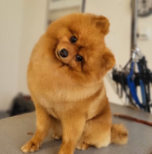 Pood'els