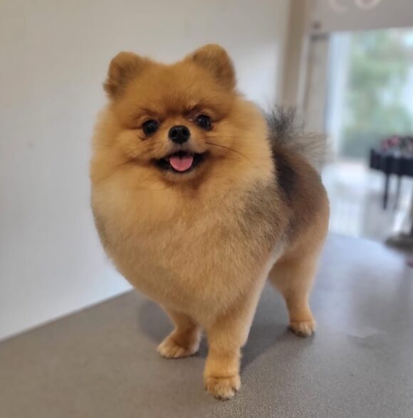 Pood'els